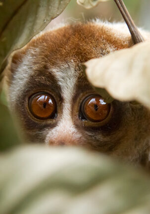 slow-loris11